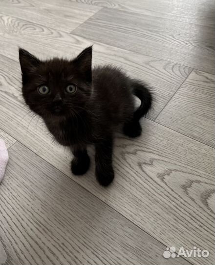 Вислоухие котята в добрые руки