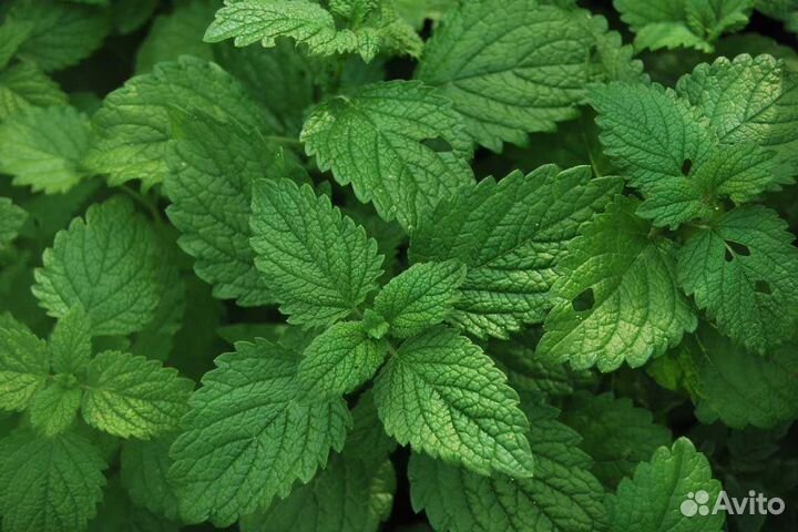 Запарка для бани, ягодно- травяной сбор