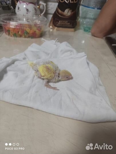 Птенцы волнистых попугаев