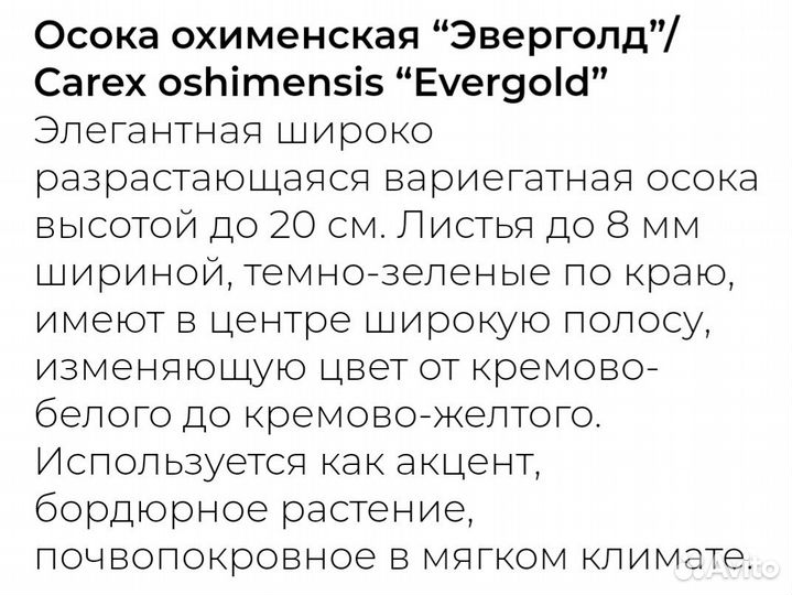 Разные декоротивные злаки. Аир для водоёма