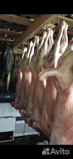 Курдючные бараны овцы