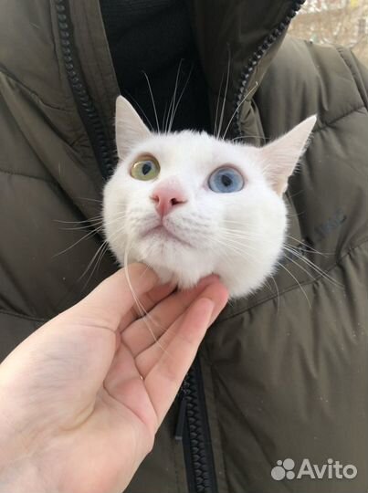 Кот вязка