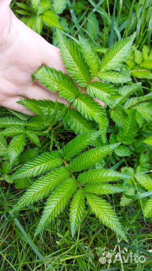 Тибетская малина саженцы