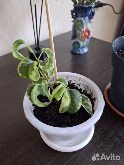 Фикус бенджамина ирэн и букле