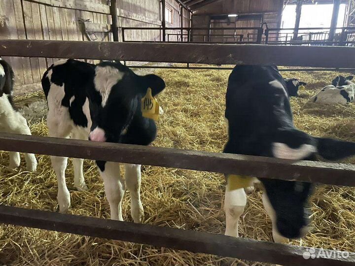 Бычки с доставкой