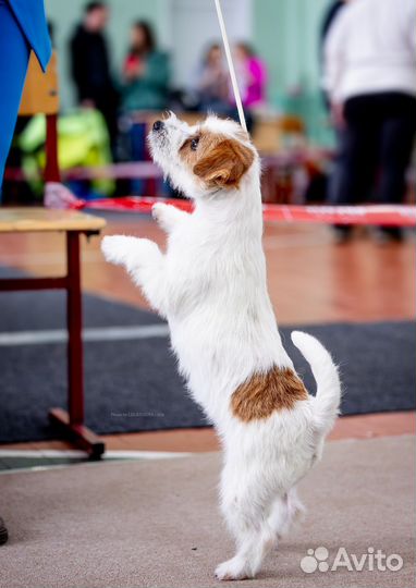 Джек Рассел терьер, девочка