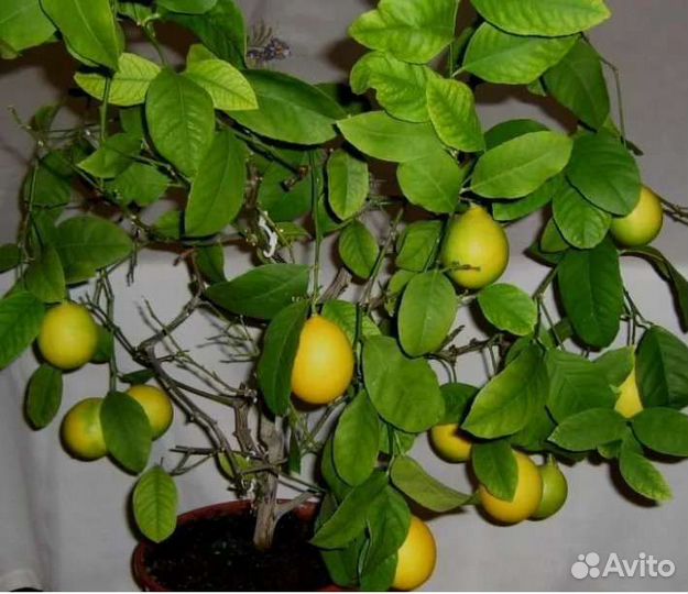 Лимон Мейера взрослый 1,2метра