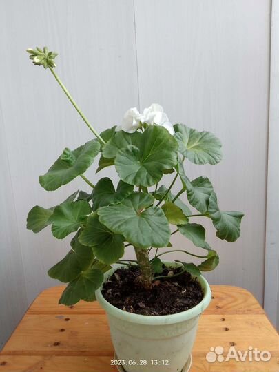 Пеларгония