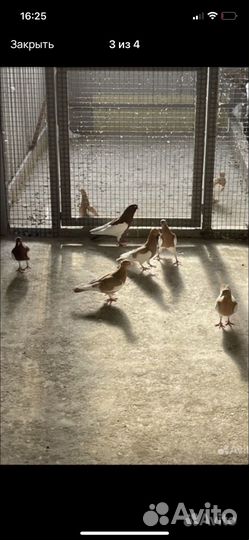 Голуби кормилки