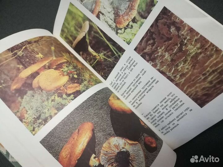 Чистовский. Знакомые незнакомцы. Грибы