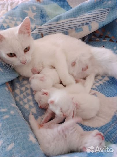 Котята