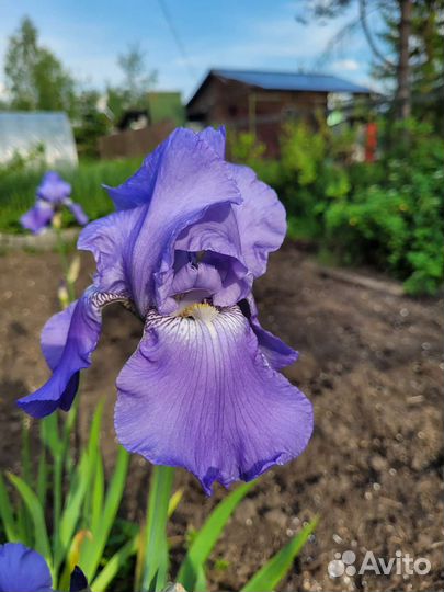 Ирис