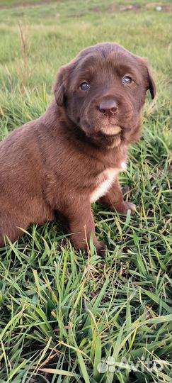 Щенки лабрадора