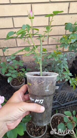 Укорен.осен.черенки 'Мэри роуз', 'Констанс' и др