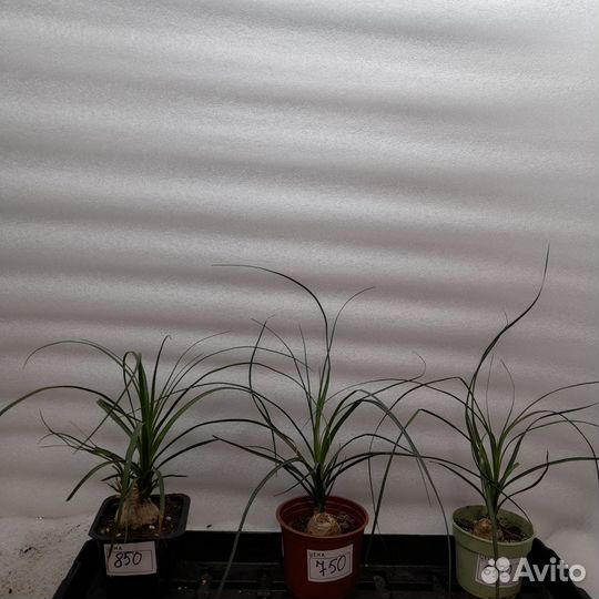 Нолина. Шефлера. Сансевиерия виктория