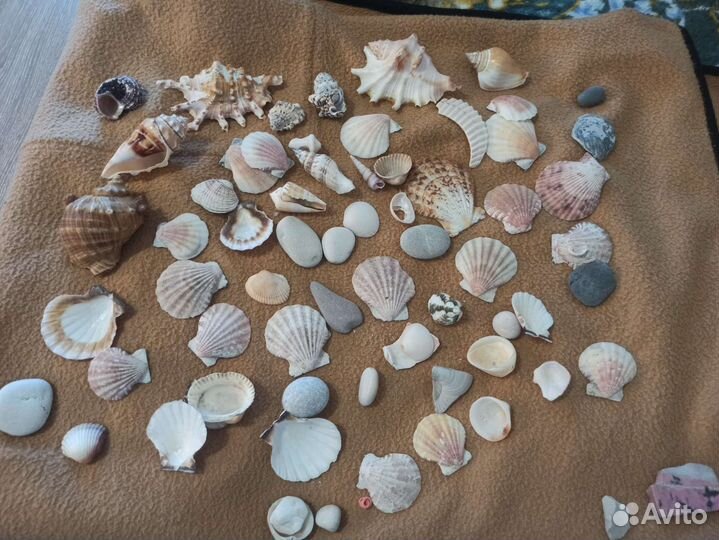 Морские ракушки цена за все