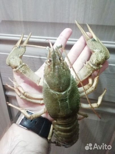 Живые Раки спб