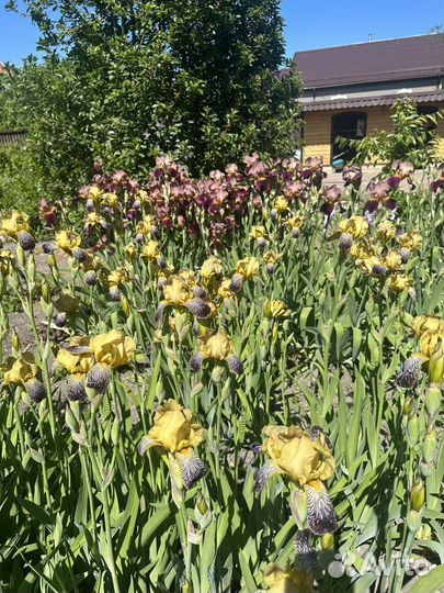 Ирисы бородатые сортовые