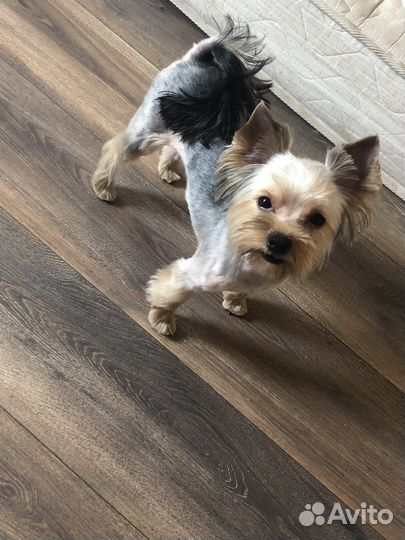 Собака ерширский терьер мини бейби фейс