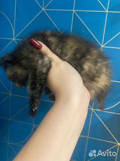 Кошка в дар