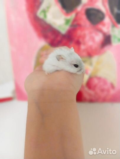 Джунгарский хомяк маленький