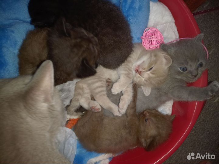 Британские котята