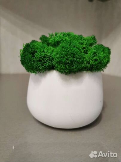 Кашпо со стабилизированным мхом