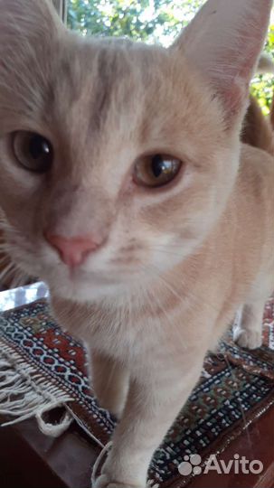 Рыжий кот в дар