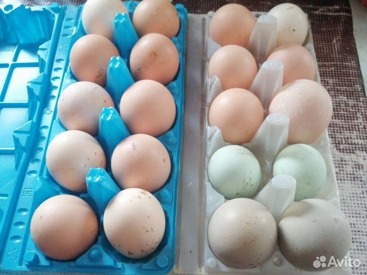 Яйцо домашнее куриное