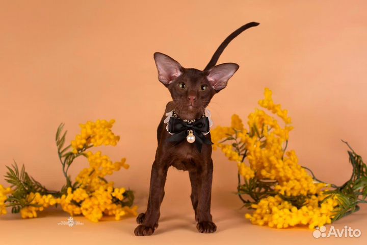 Ориентальный котенок