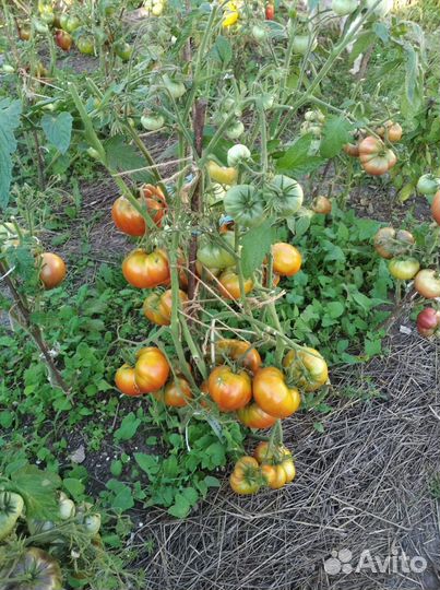 Семена помидоров