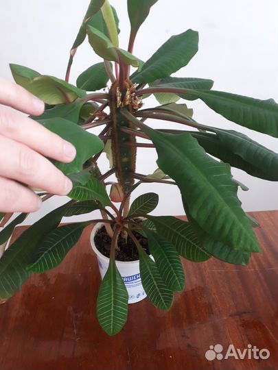 Сциндапсус неон, хлорофитум 2 вида, молочай