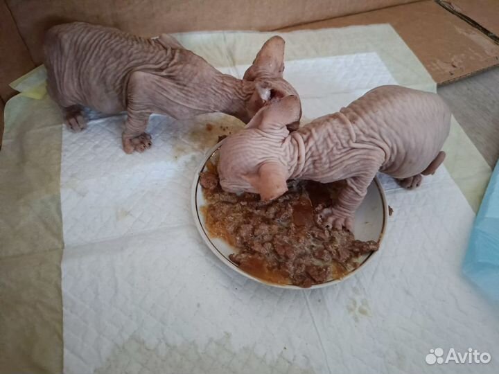 Канадский сфинкс