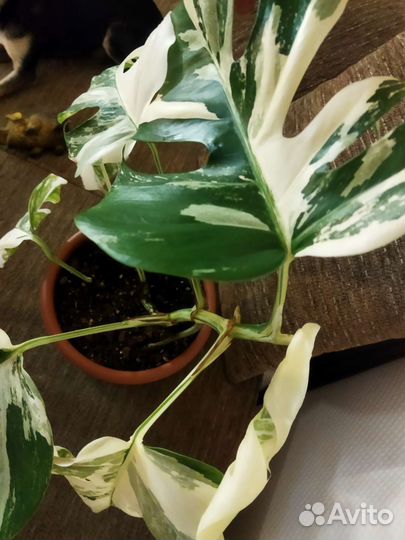 Монстера вариегатная alba