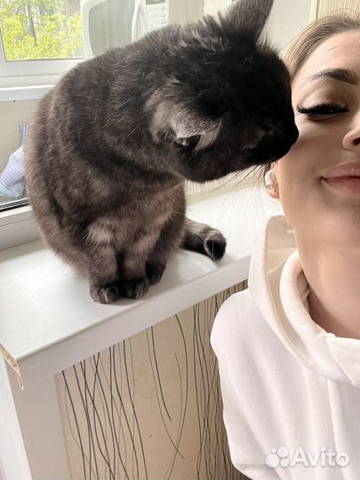 Отдам кота в доьрые руки