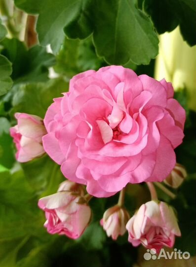 Пеларгония Та Майская роза