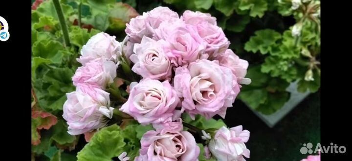 Пеларгонии сортовые Ю Царская невеста