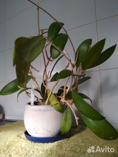 Хойи паразитика, карноза, кумингиана