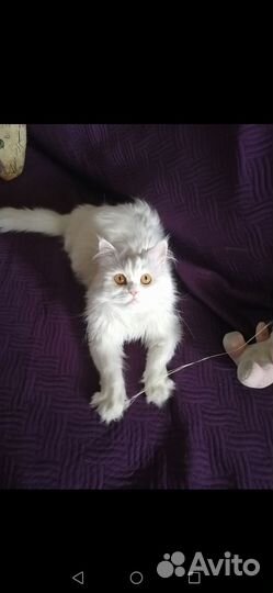 Персидская кошка