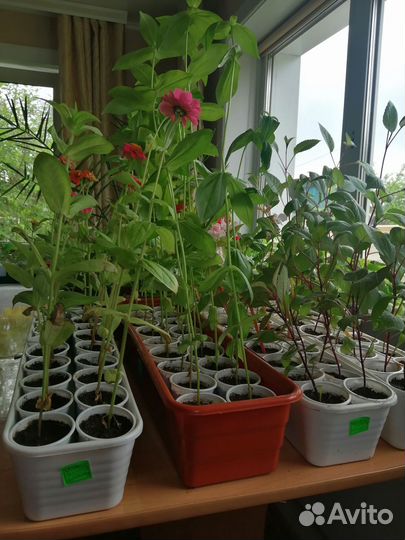 Рассада однолетних цветов