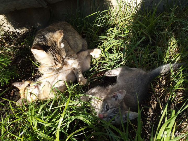 Котята в добрые руки