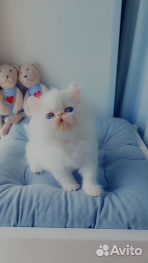 Белоснежные ангелы