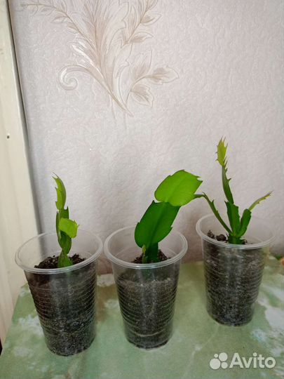 Комнатные растения