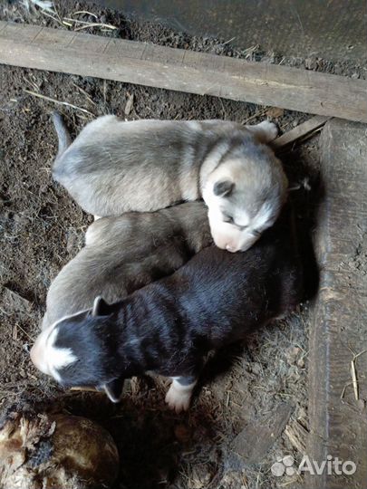 Щенки хаски