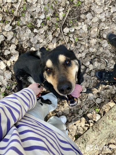 Собака в добрые руки