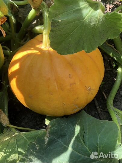 Мини тыква