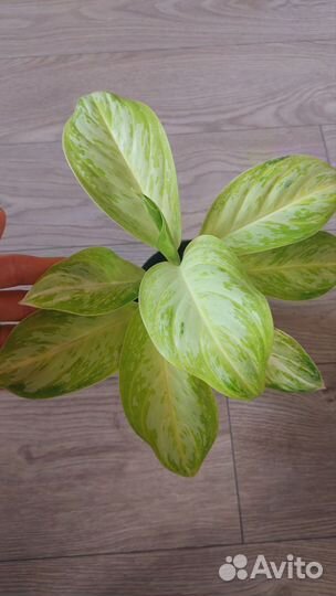 Алоказия, аглаонема дарк, Арктик, липстик, калатея