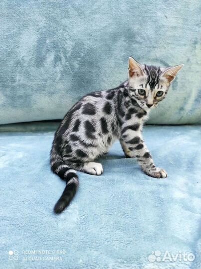 Бенгальские котята