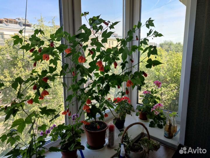 Цветущий абутилон, канатник и укоренённые отростки