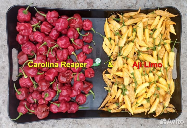 Перец сверхострый Carolina Reaper 10 семян